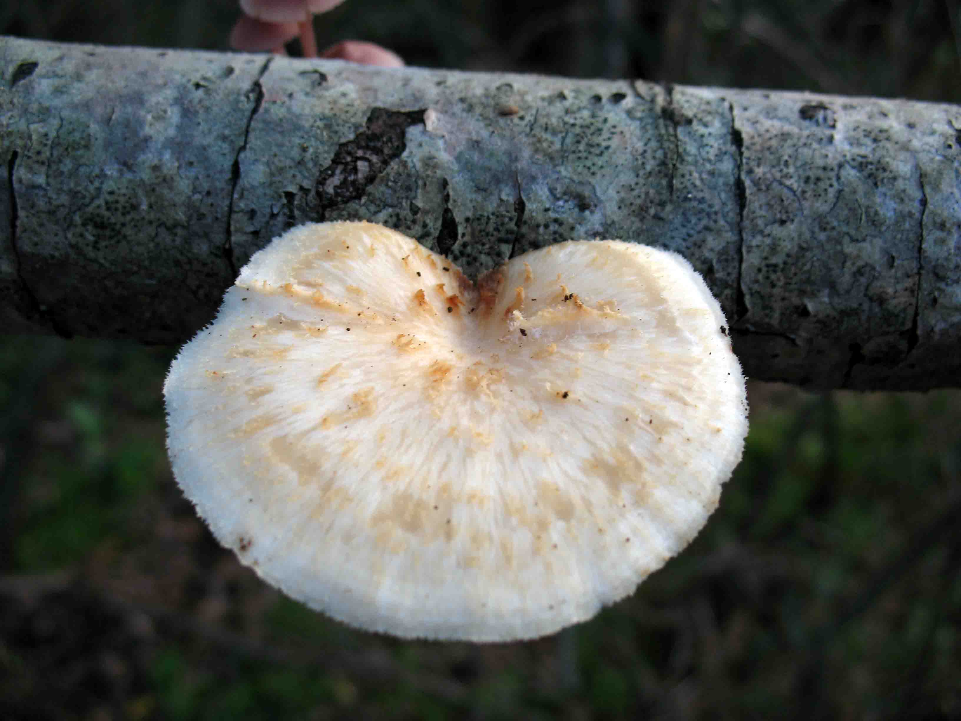 Fungo da determinare...(Polyporus alveolaris)